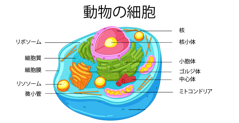 生理学 動物の細胞２　細胞小器官