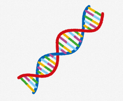 「染色体、DNA、塩基配列、ゲノム」の違い