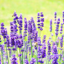 精油：真正ラベンダー  (特価品)10mL